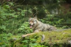NP Bayerischer Wald_Wolf_D8B0196